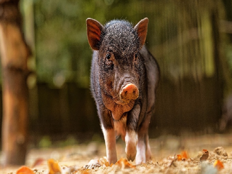 梦见 试管婴儿(开口朝下的试管)